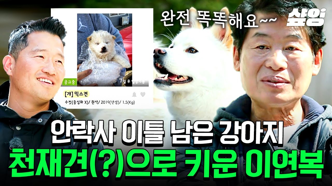 [#고독한훈련사] 안락사 이틀 전 구조해온 유기견이 알고보니 천재견?🐶 생일 같은 매일을 보내게 해준 생일이와의 운명 같은 만남🎂