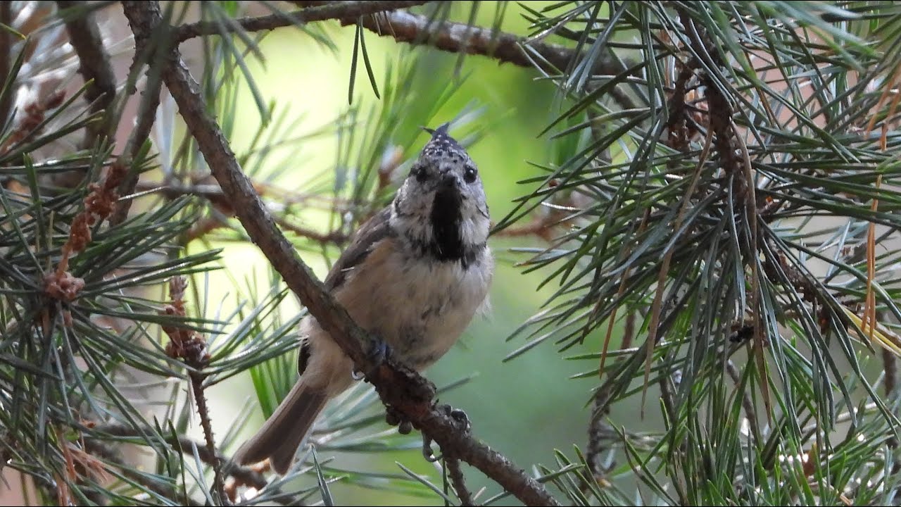 Czubatka / European Crested Tit