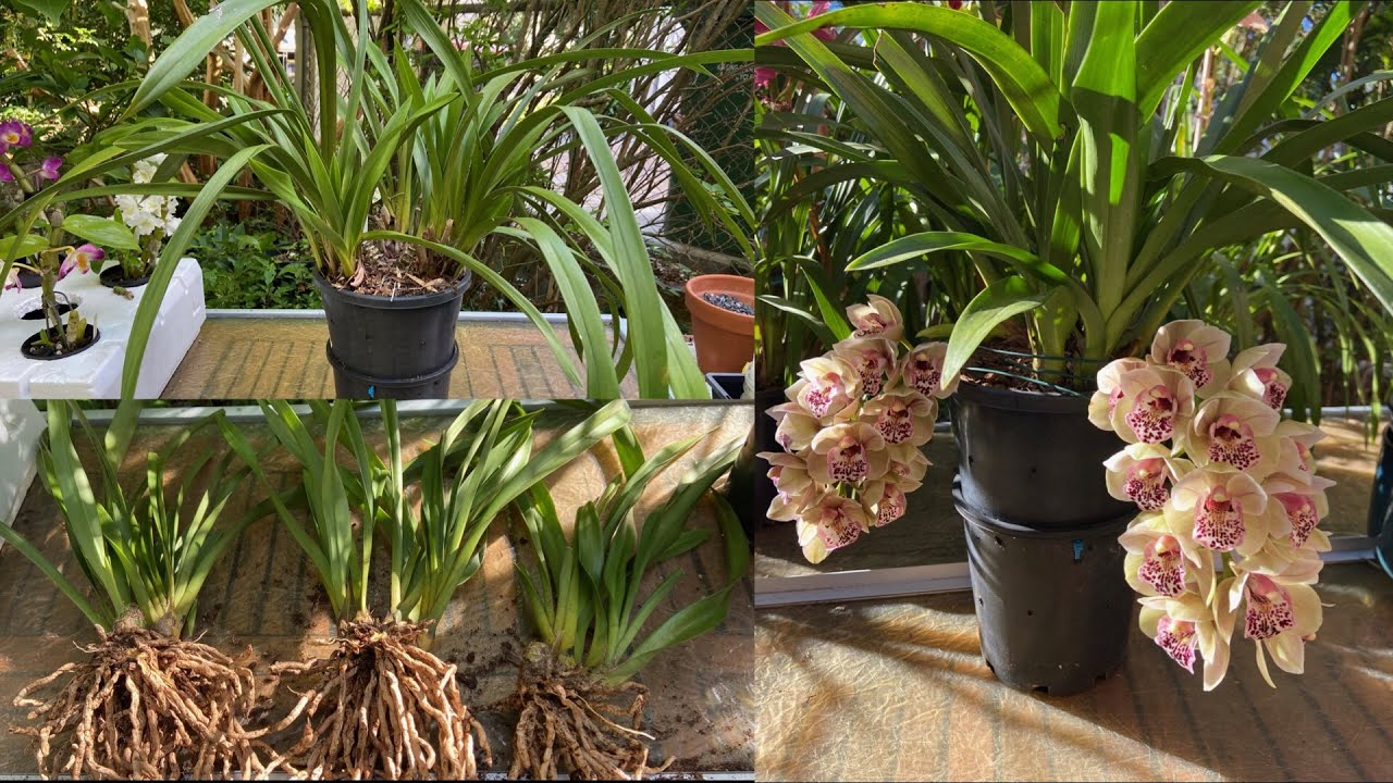 2445 如何輕鬆分株大花蕙蘭及固定蘭根 dividing cymbidium，etc.