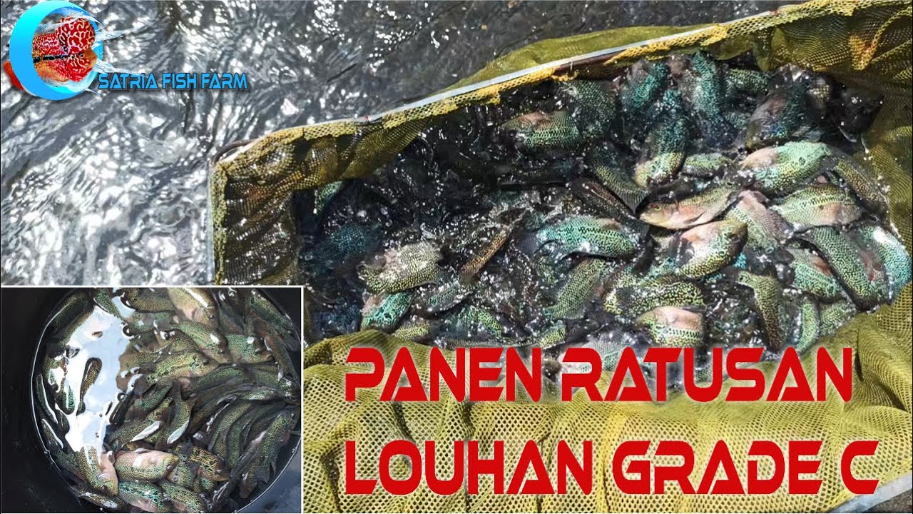 PANEN IKAN LOUHAN 