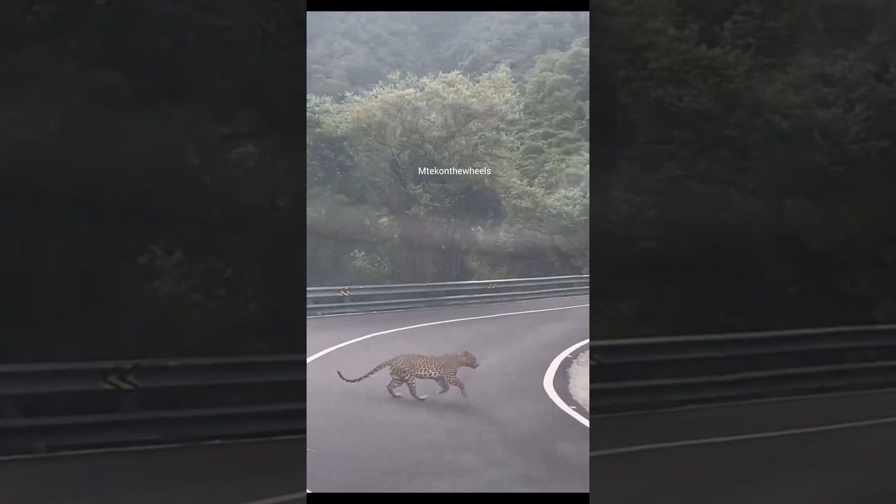 cheetah crossing road 🐆 | sathyamangalam forest #forest #travelvlog @Mtekonthewheels