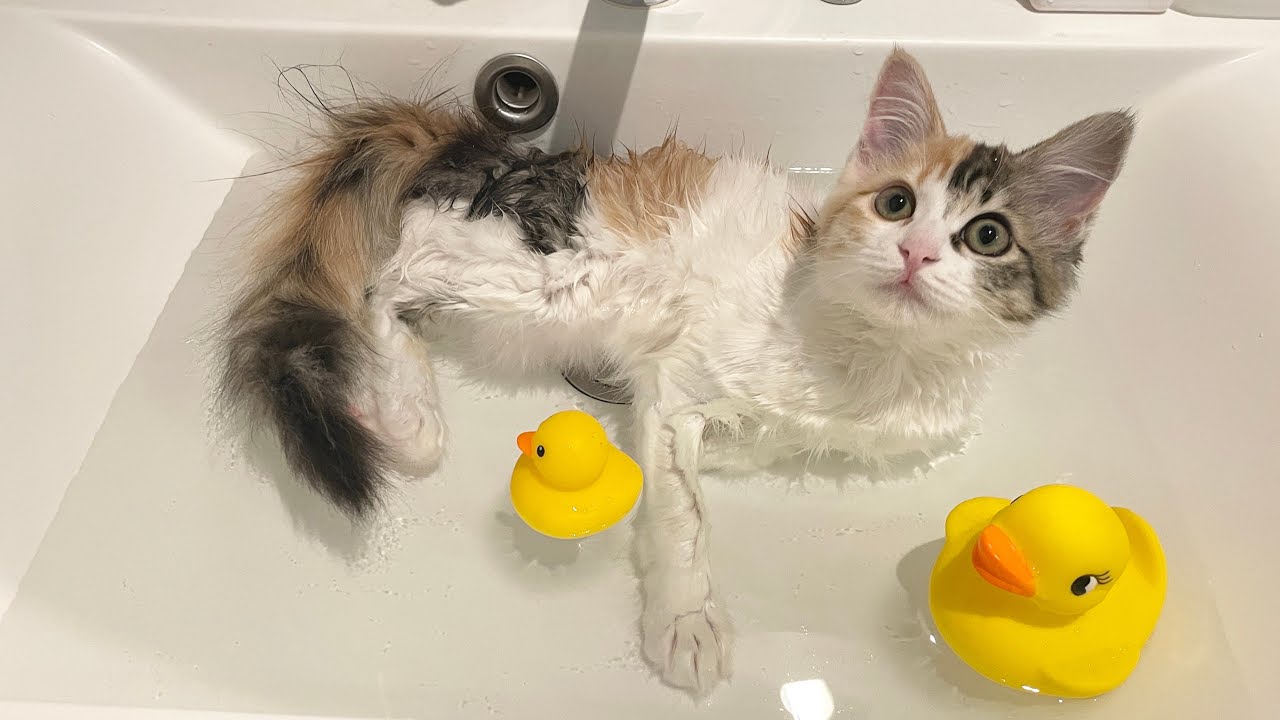 お湯が好きすぎて自分からおねだりしてお風呂に入るようになった子猫…