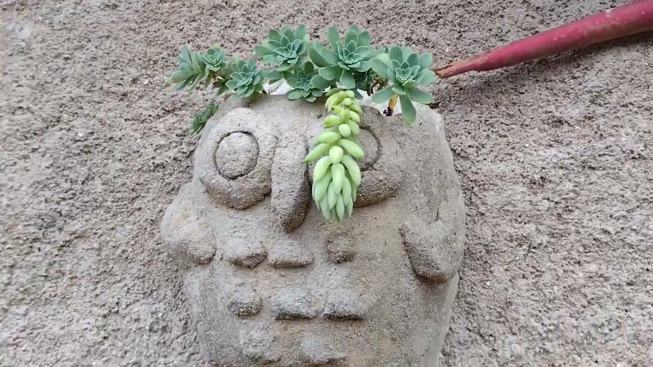 Mostrando as plantinhas da minha varanda e do jardim 