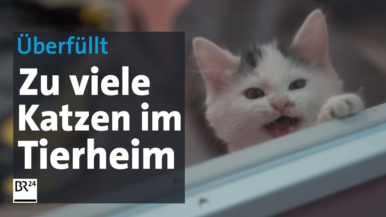 Tierheime völlig überfüllt: Katzenwelle überfordert Helfer und Ärzte | Abendschau | BR24