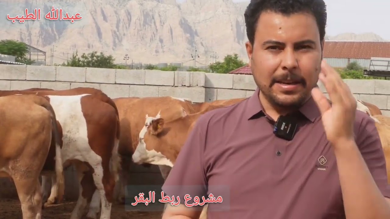 مشروع ربط البقر وكيفيه استثمارها