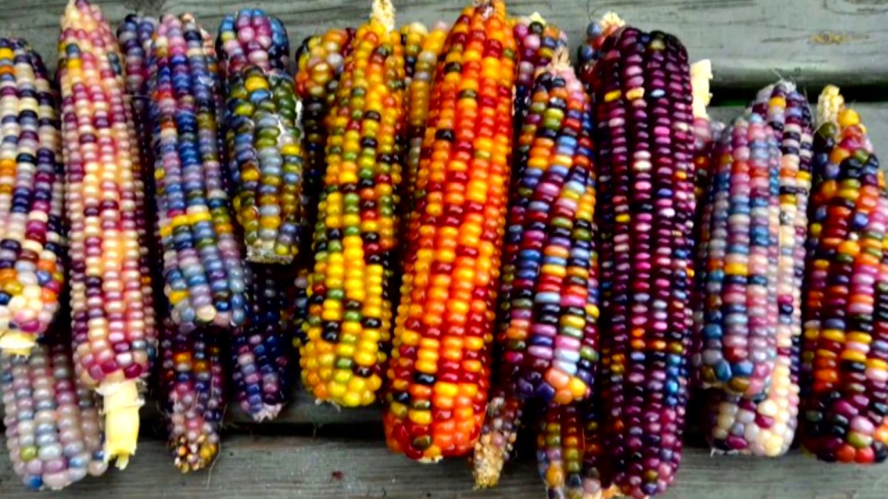 Ornamental corn has leaves and ears that pop with color