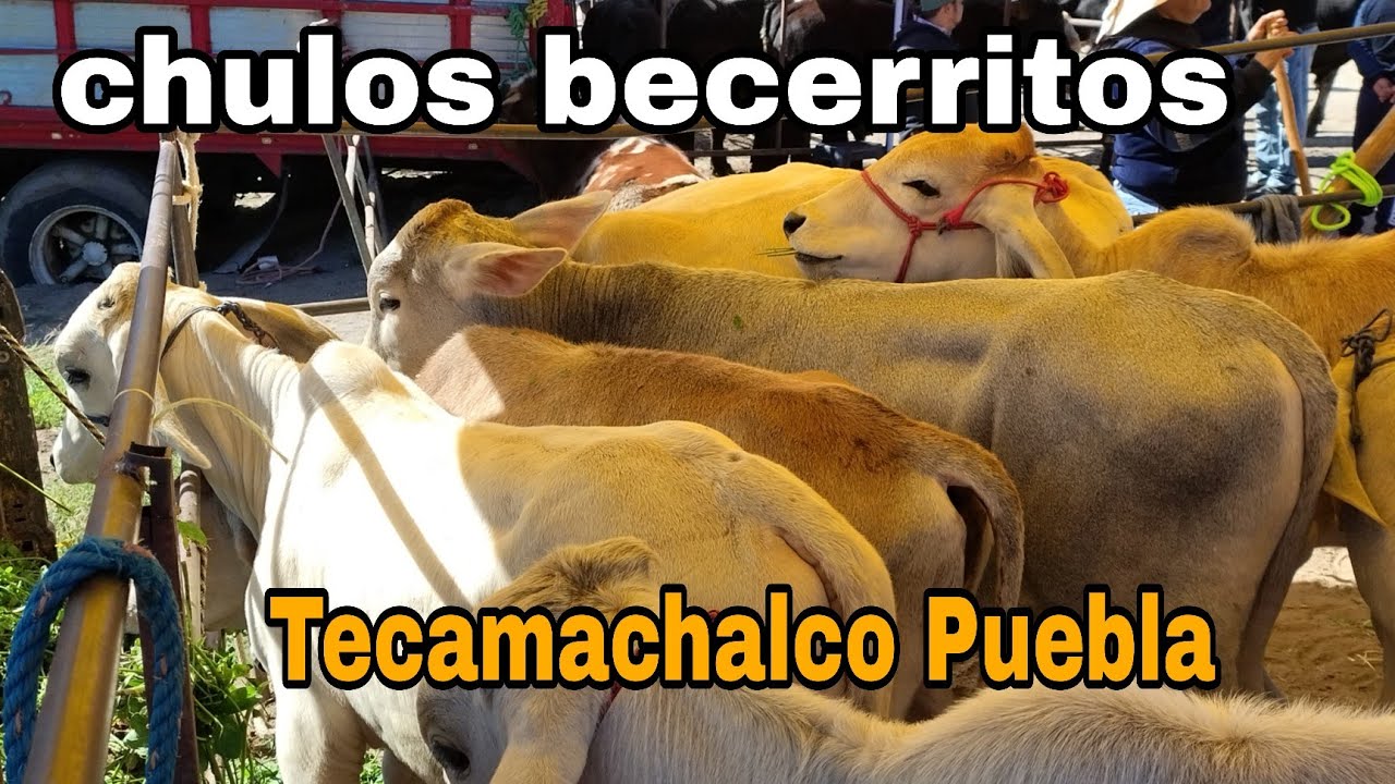 El salado Tecamachalco Puebla. / Días Miércoles 