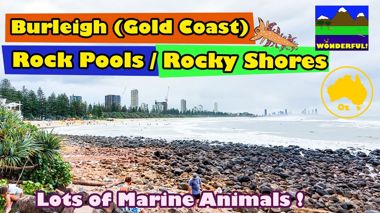 Burleigh Heads Rock Pools / Rocky Shores == Gold Coast, Australia == Lots of Marine Animals :-) !