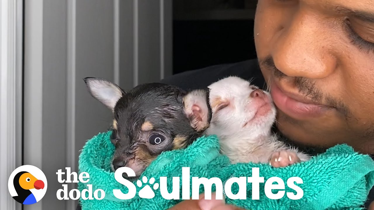 Tiniest Rescue Puppies Help Heal Their Dad's Broken Heart | The Dodo Soulmates