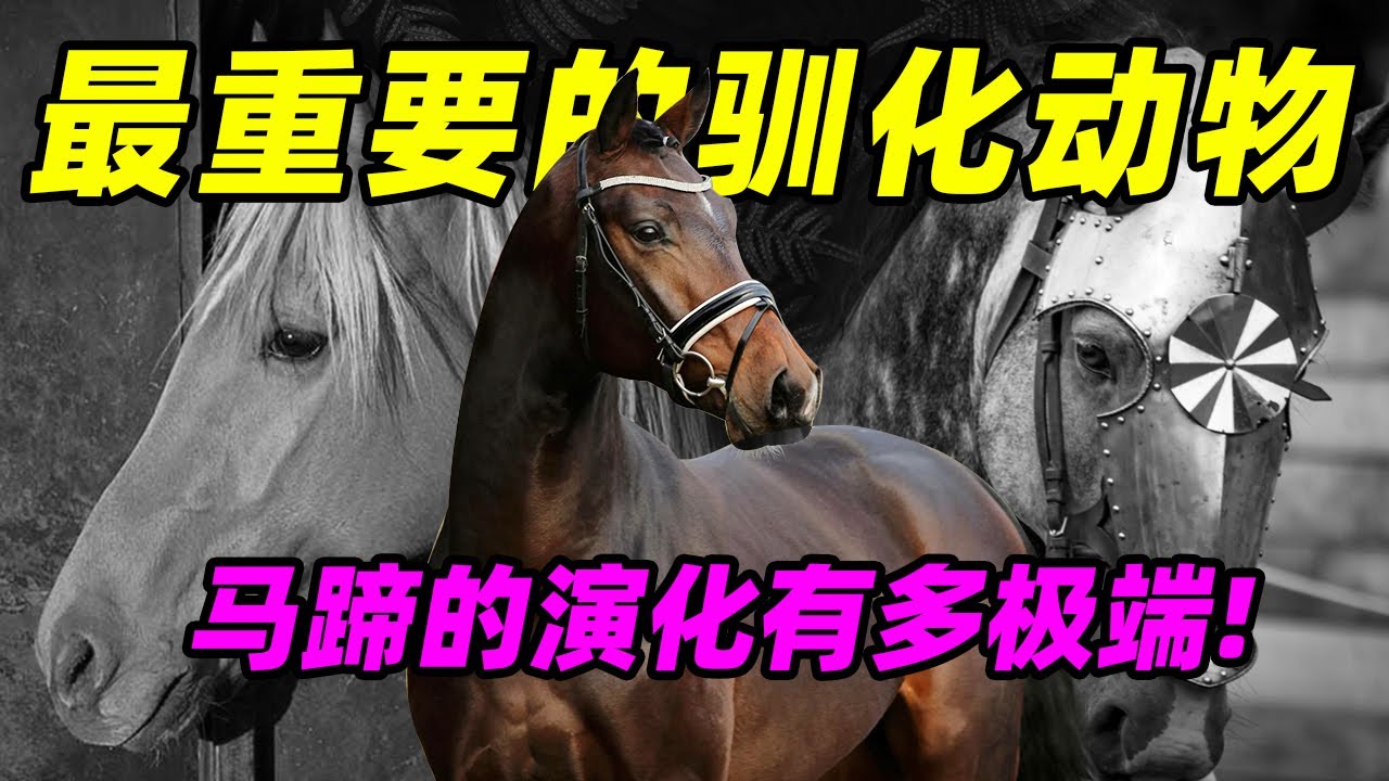 【驯化动物04】为什么获得马是欧亚大陆人民最幸运的事!马蹄的演化有多极端|How extreme is horse hoof evolution?