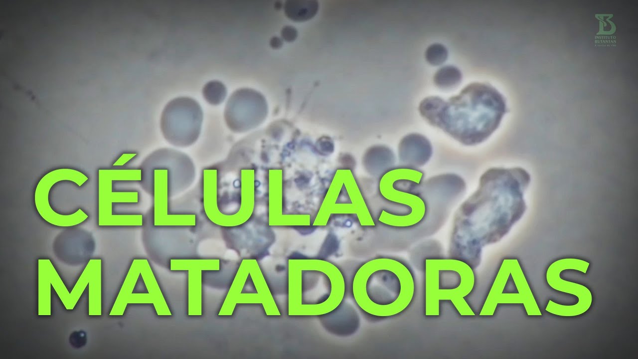 Células Matadoras