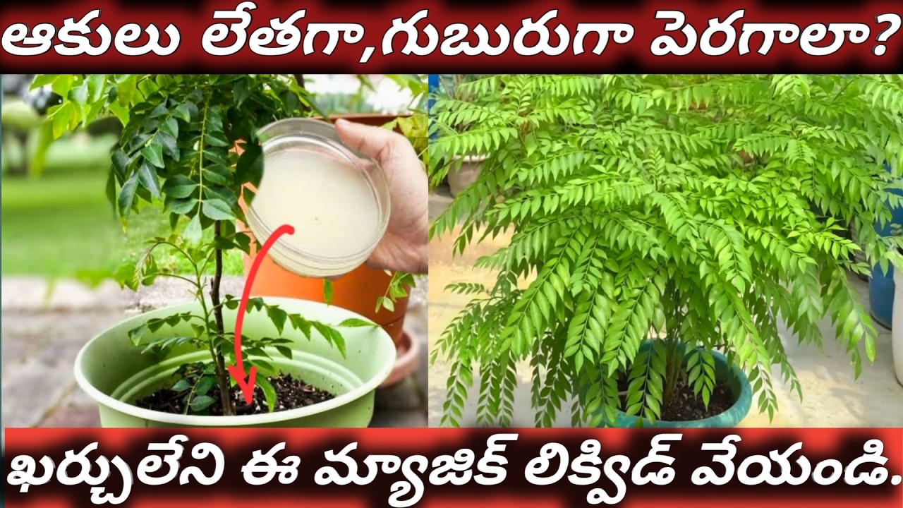 కరివేపాకు లేతగా, గుబురుగా పెరగాలా/ఖర్చులేని ఈ మ్యాజిక్ లిక్విడ్ వేస్తే చాలు /curryleaf plants