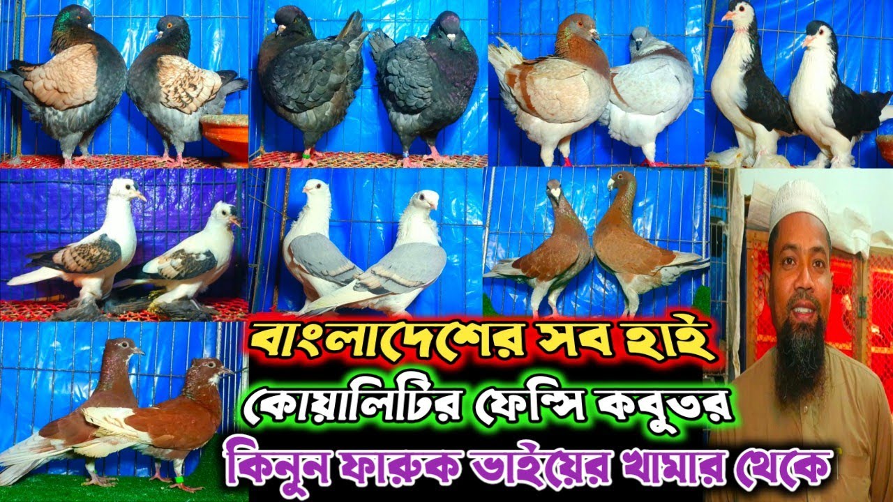 🌹১০০% ডিম বাচ্চা করানো হাই কোয়ালিটির দেশী বিদেশি কবুতর বিক্রি হবে👉ওমর ভাইয়ের খামার🌹🌹