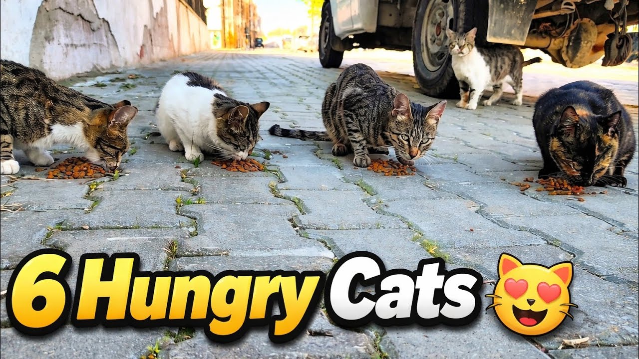 They Were So Hungry… I Couldn’t Walk Away 🐾❤️