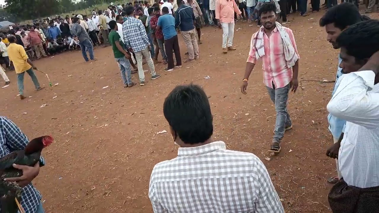 Makar Sankranti ko dekhi ye murga   ladai kaise hota hai andhara Pradesh