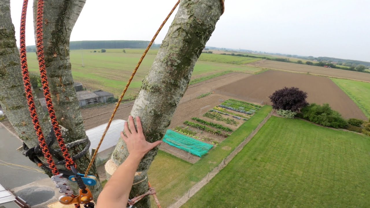 Démontage peuplier (arborist grimpeur #1)
