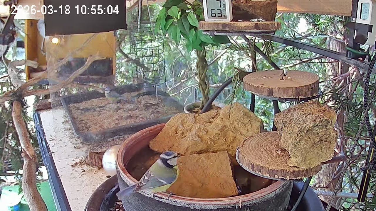 Vormittags am Vogel-Spa (18.03.2026)