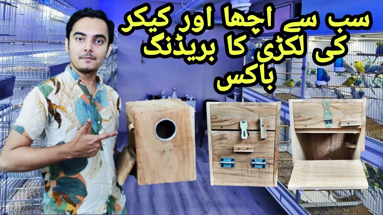 Karachi best Breeding box review | Part 726