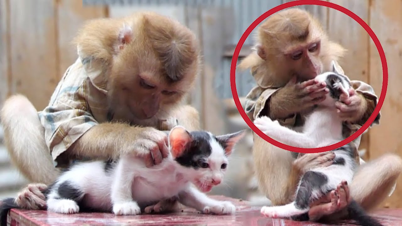 Very Good! Monkey Achu takes care of a kitten and kisses it every time