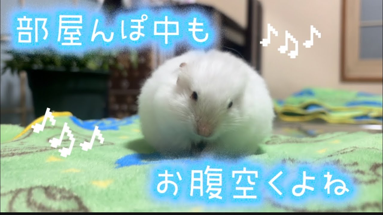 食欲旺盛ハムスター🐹みるちゃん