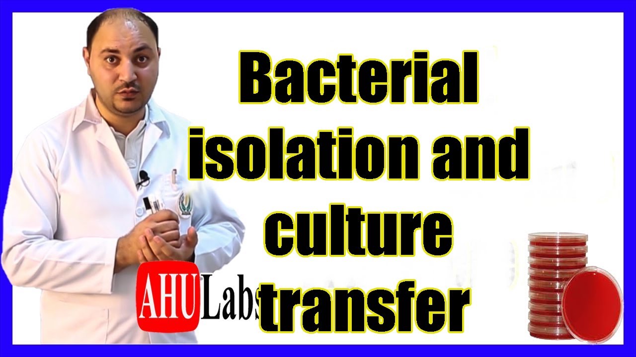 (عزل البكتيريا من المحيط ونقل البكتيريا من وسط زراعي لاخر) Bacterial Isolation & Culture Transfer