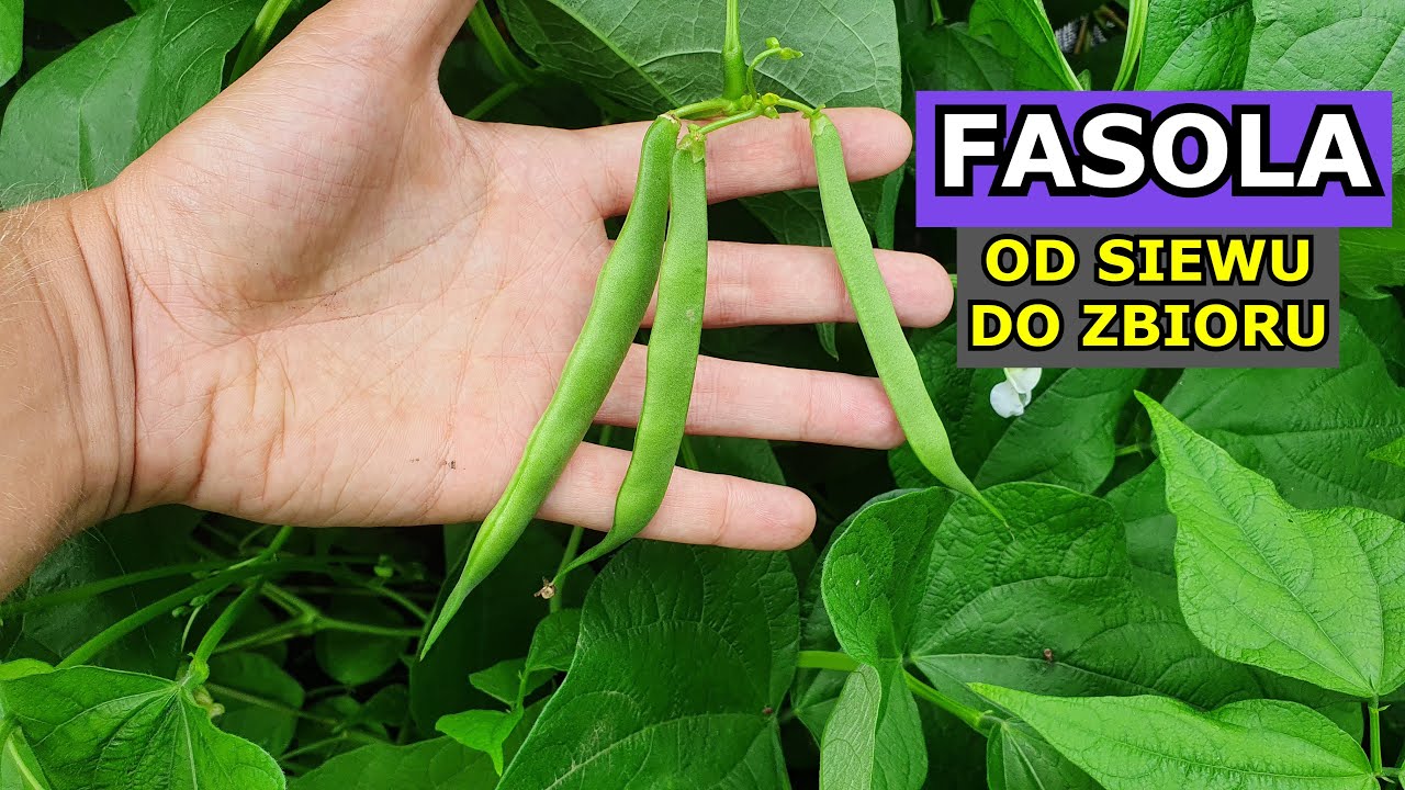 Uprawa Fasoli OD SIEWU DO ZBIORU