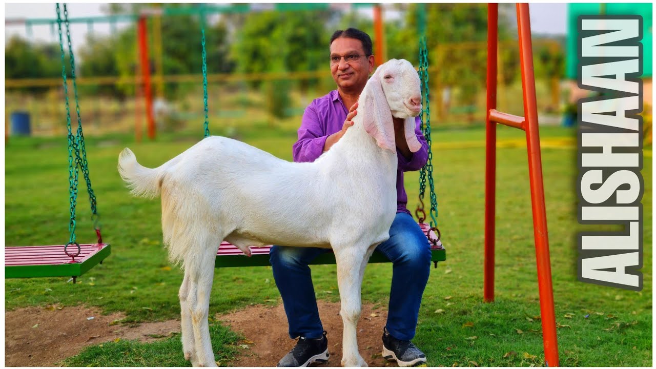 Alishaan, The Most Beautiful Sojat Goat at Towerwala Goat Farm Naswadi Gujarat