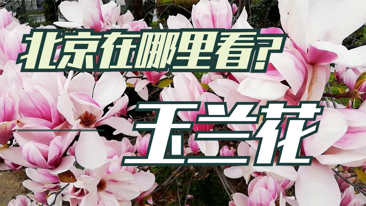 北京玉兰花陆续开放 哪些公园能看玉兰花？