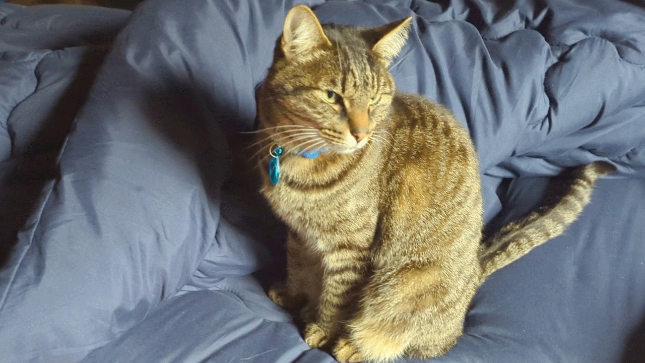 「もう朝か…」の猫