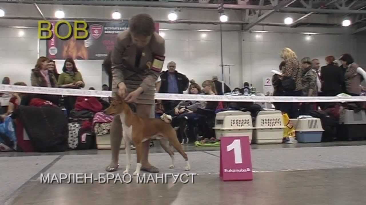 Basenji. International dog show CACIB-FCI, Russia-2012.