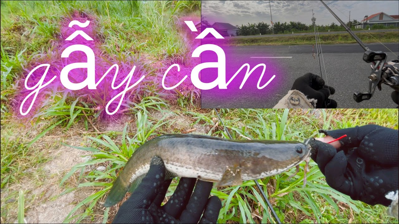 Câu cá lóc dạo gẫy cần