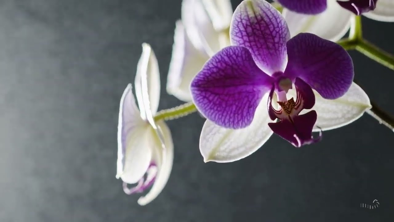 Relaxing Ambient • Tropical Flower Garden • 1 Hour • Stress Relief • No Vocals