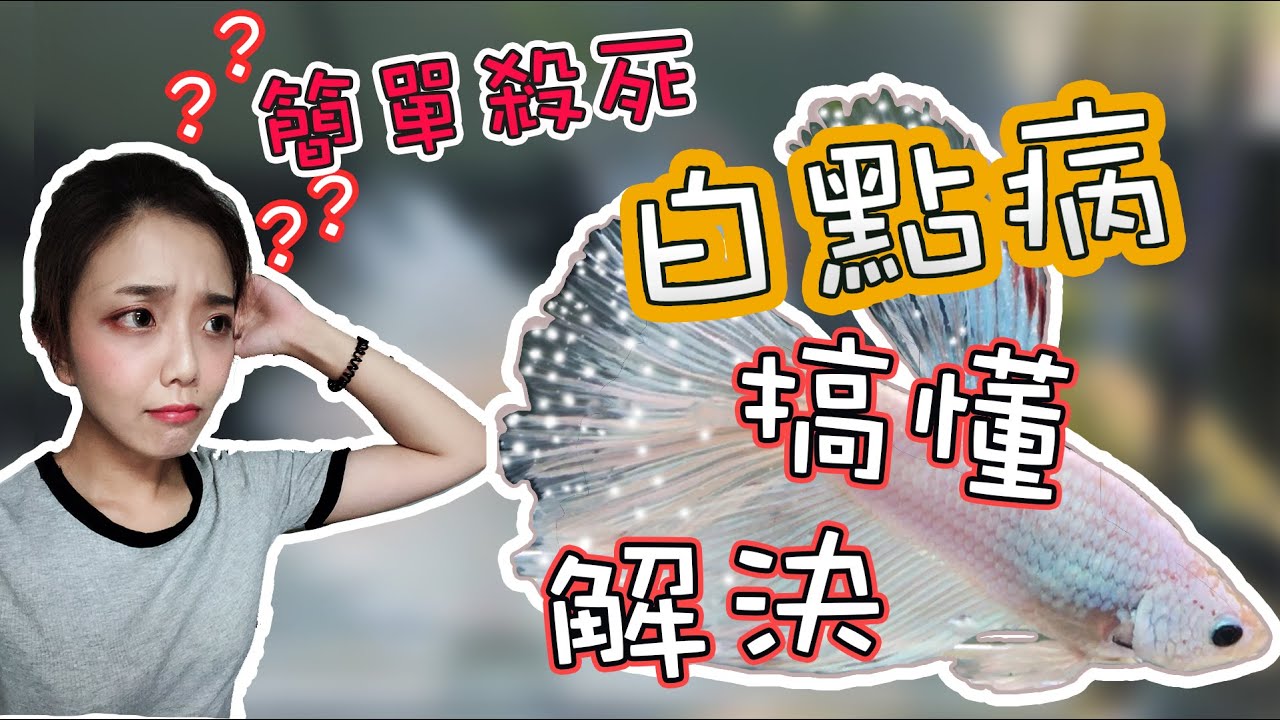 養魚 如何治療白點病『實測給你看』史上最詳細的解說！CC字幕『影片教學』Fish farming How to treat White spot syndrome