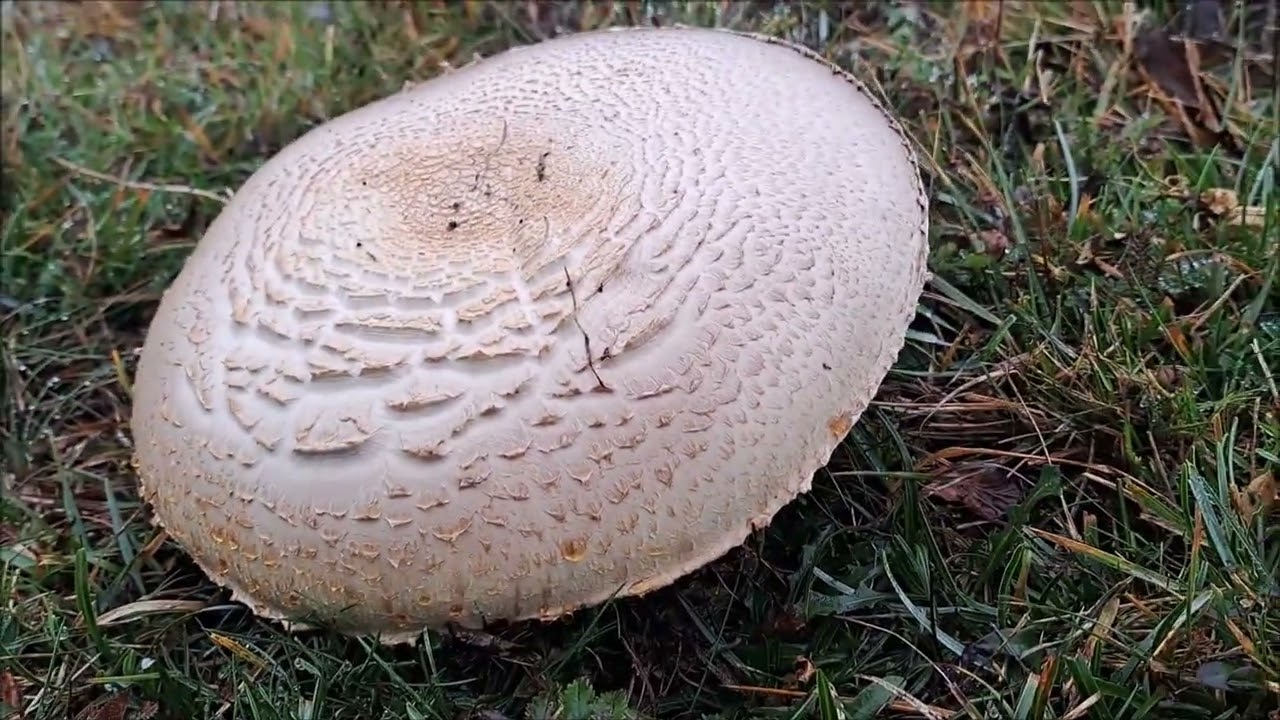 Porcini difficili sul Monte Aiona