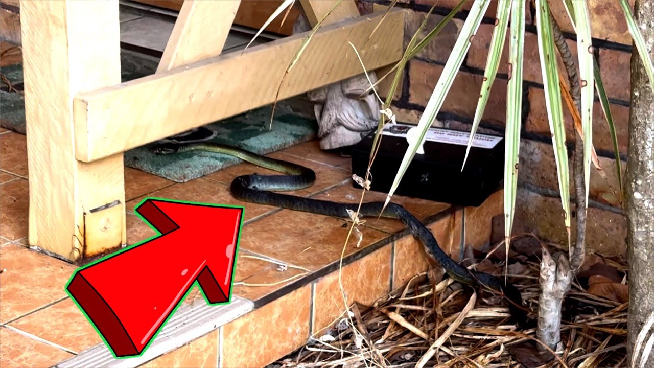 OH NO SNAKE SIDE | DRIVING MATE #australia  #snake #travel #travelvideo #driving #car 
