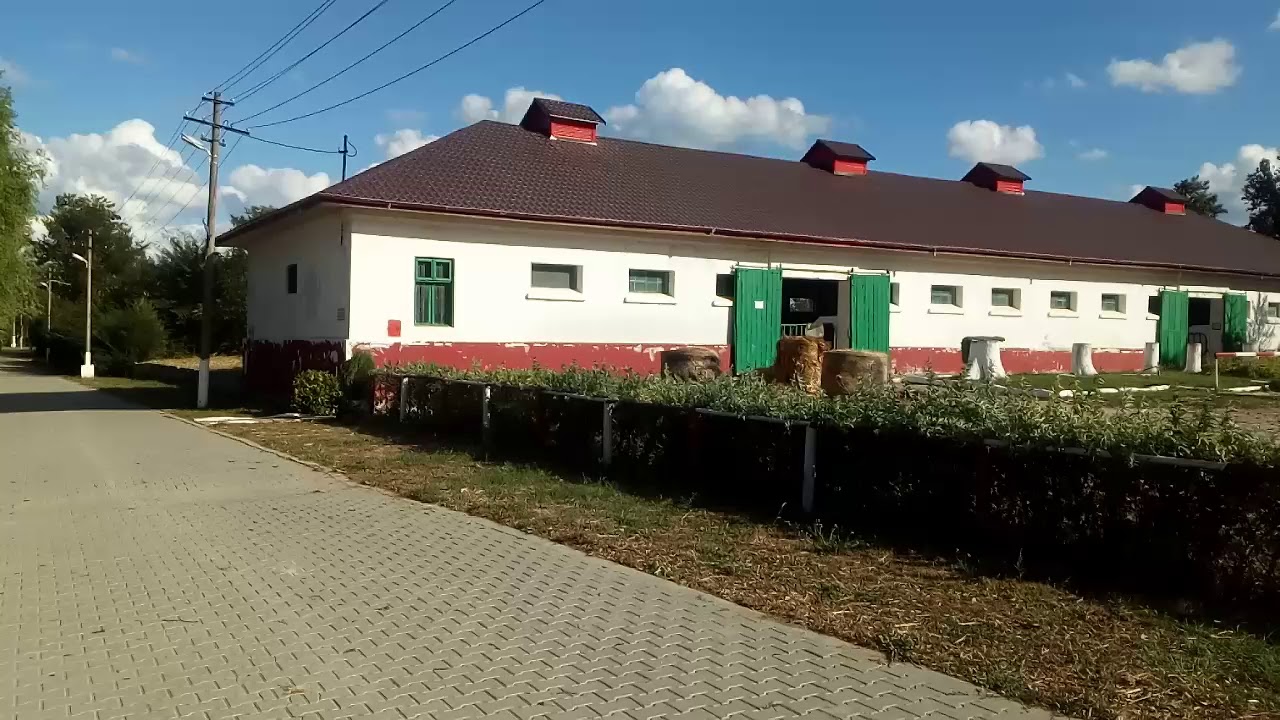 Imagini de la herghelia de cai pur sange arab din Mangalia