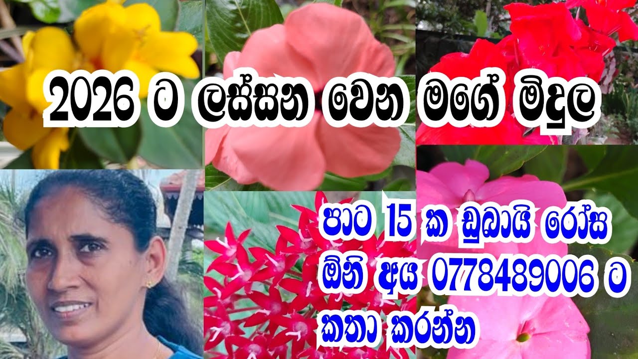 මල් වලින් පිරුණු මගේ පුංචි මිදුල 🍄2026 ට ලස්සන වෙන මගේ පුංචි මිදුල 🌳🌷