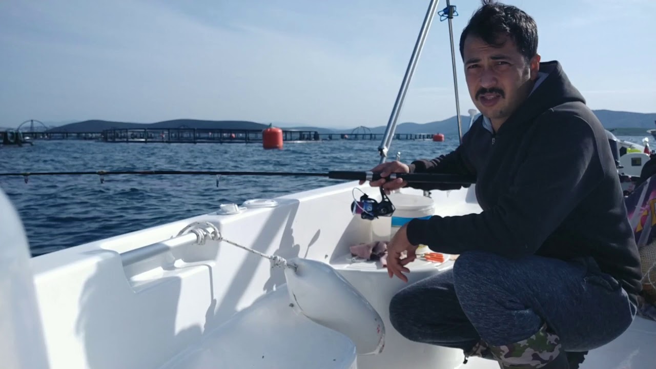 Yengeç ve midye ile Çupra avı 📌 / Yemeye başladılarr... 📣