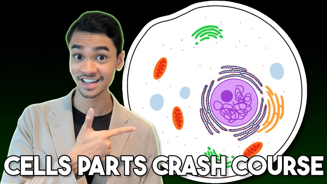 We Summarised Cell Parts & Organelles For You In 8 Minutes