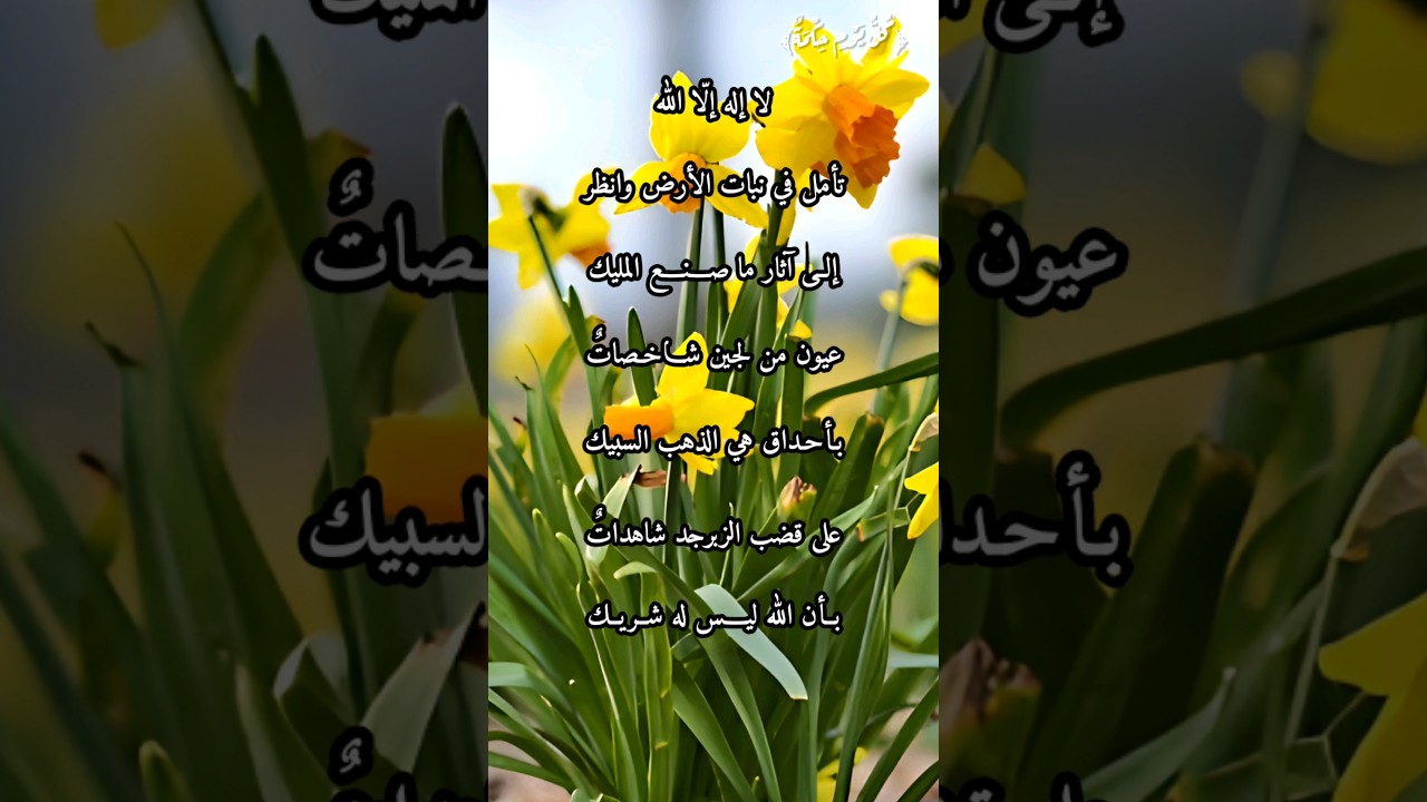 أبيات غاية في الجمال لأبي نواس عن النرجس وقدرة الله فيها من الشيخ سعيد الكملي مع كلماتها مكتوبة