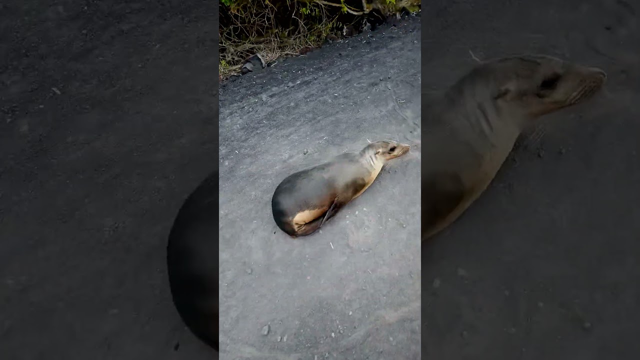На велике по о. Исабела 🏝️