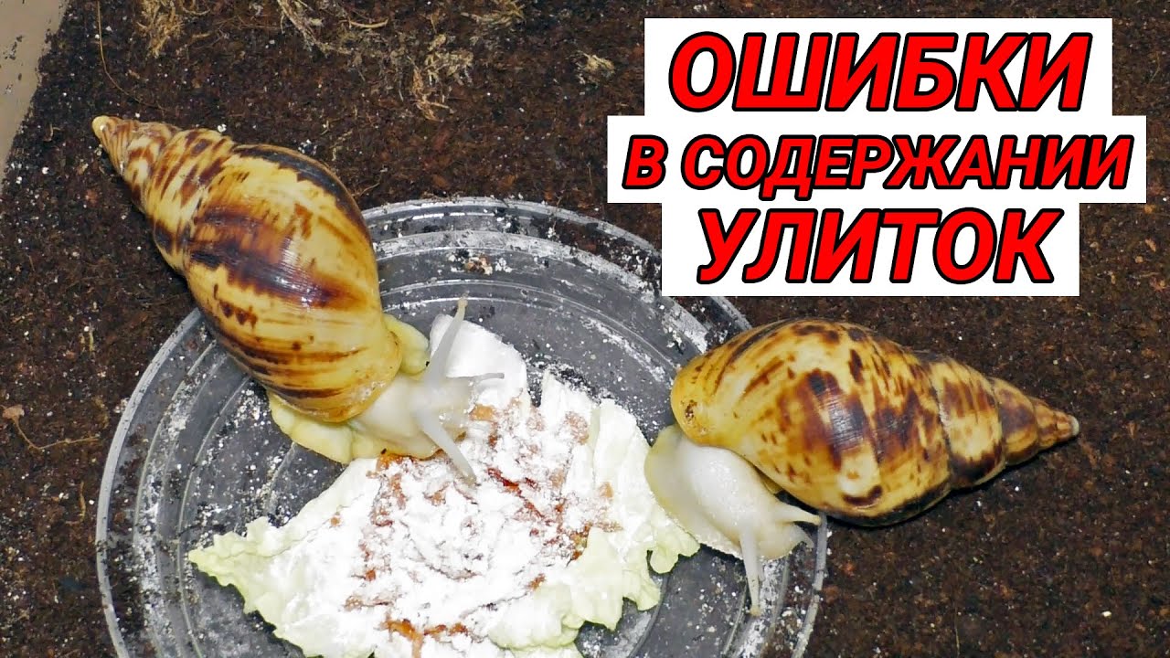 Ошибки в содержании улиток ахатин