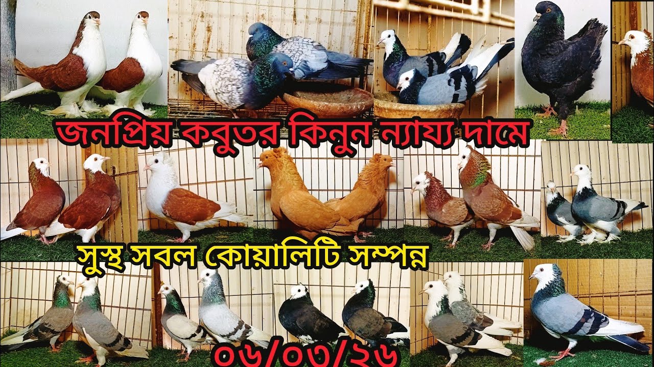  জনপ্রিয় কবুতর কিনুন কোয়ালিটি সম্পূর্ণ আজিম ভাইয়ের | pigeon video | কবুতর | pigeon | fancy pigeon 