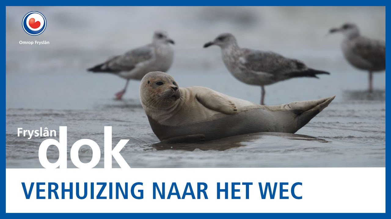 Zeehonden van Pieterburen krijgen een nieuwe plek | FRYSLANDOK