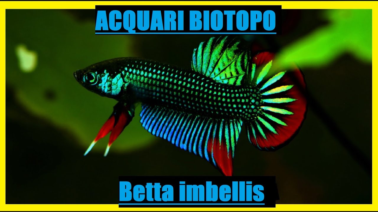 Betta imbellis-scheda allevamento