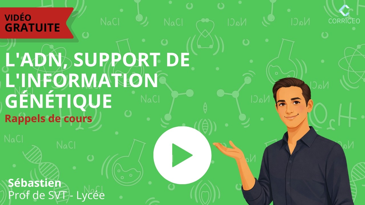SVT 2de/ Rappel de cours V1-Ch2 : L’ADN, support de l’information génétique