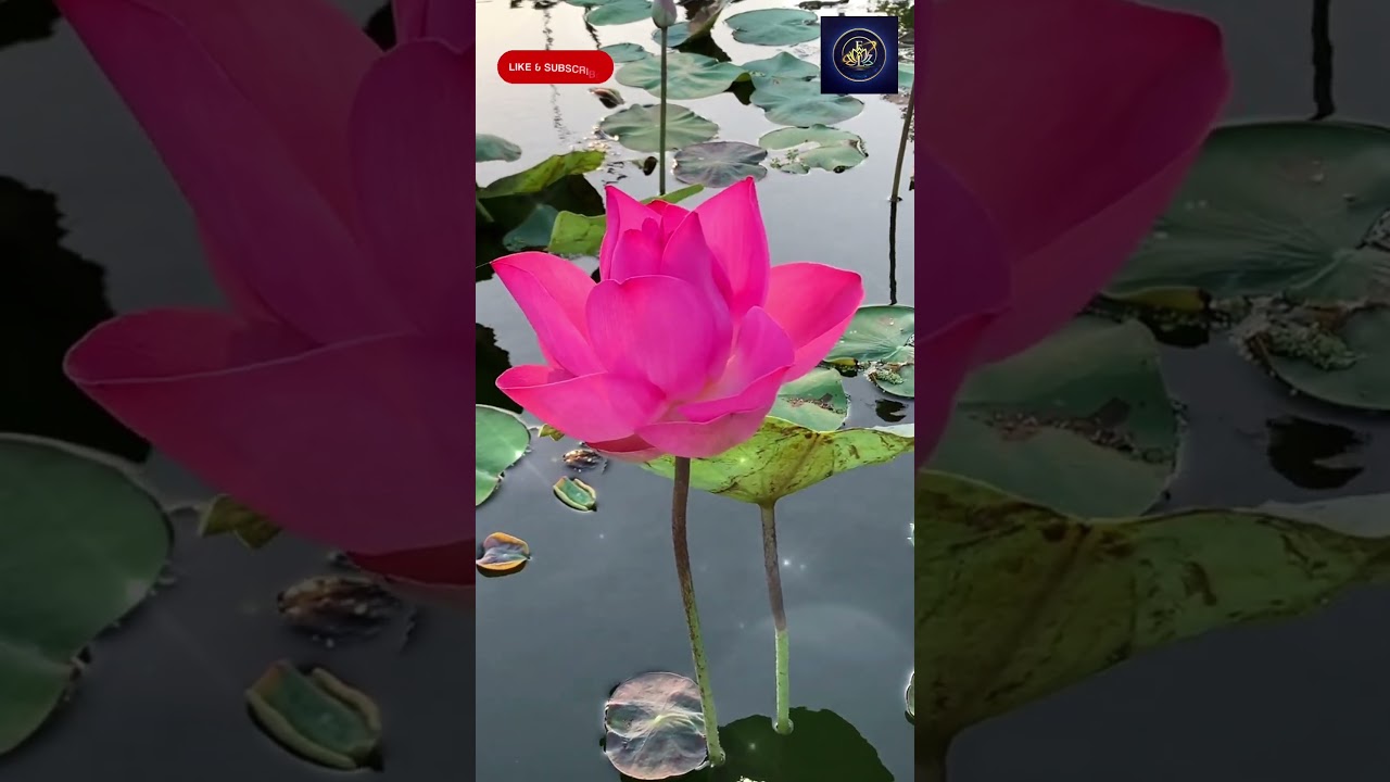 Discover the CALM Power of Gentle Guitar Melody