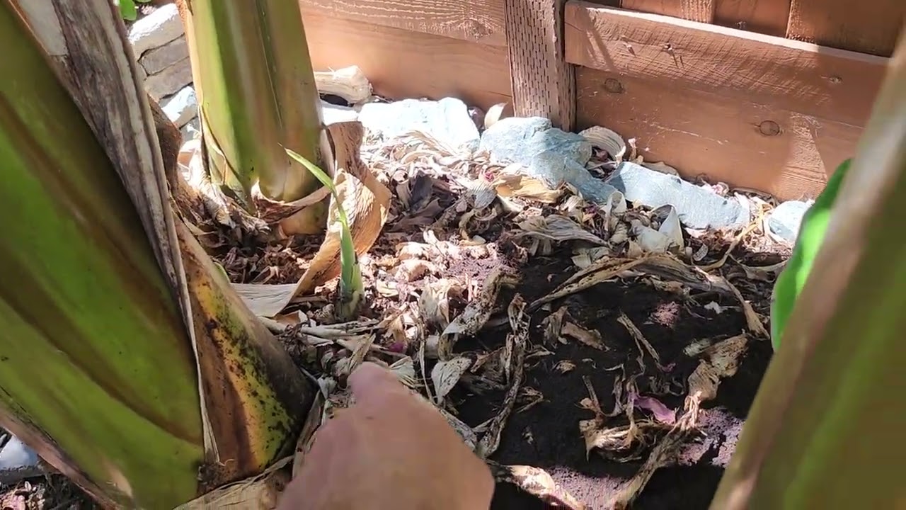Growing banana trees in California. Ice cream blue Java dwarf Cavendish and truly tiny banana