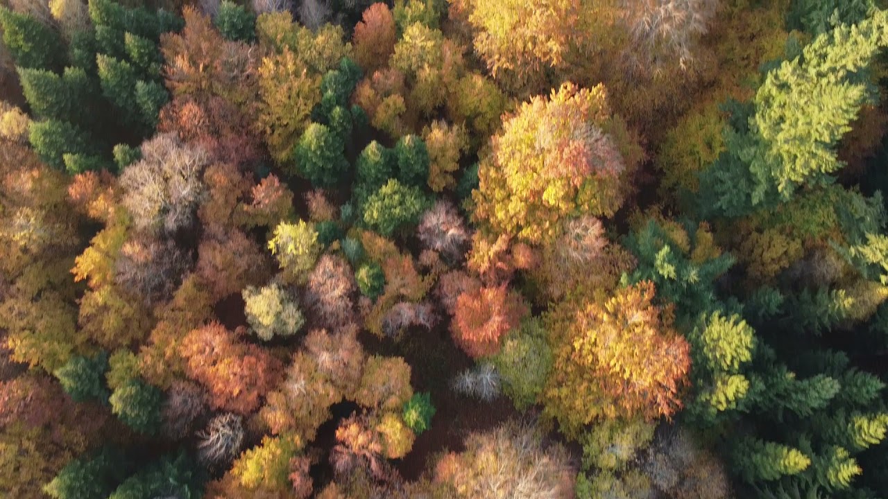 Denmark by Drone - Colors of the autumn