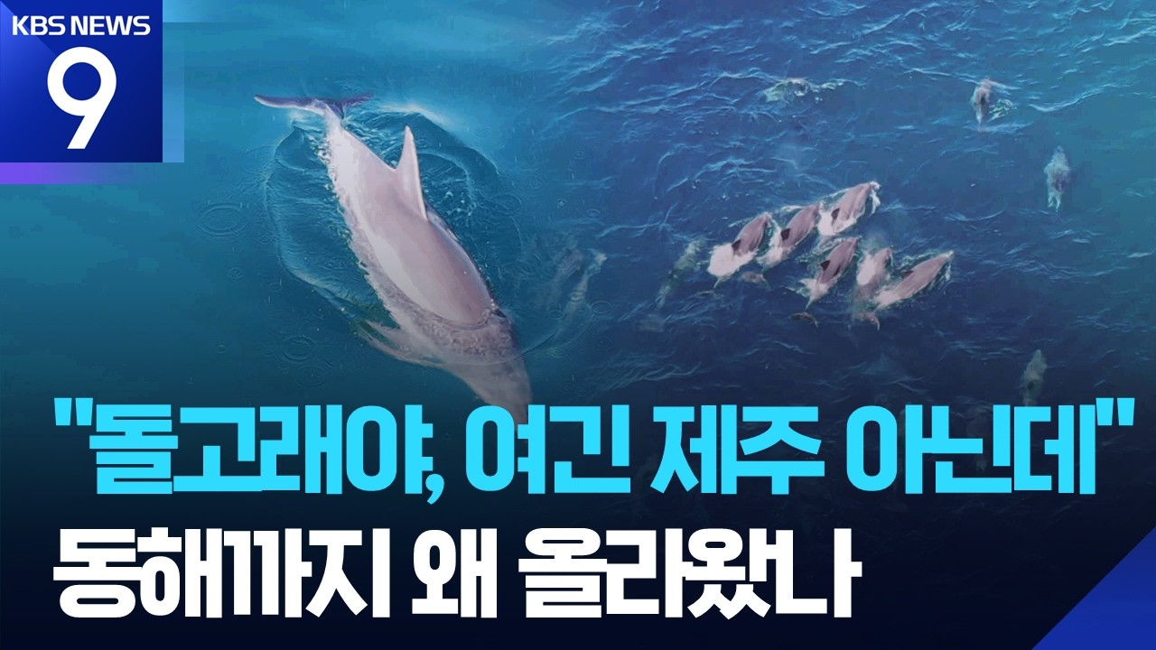 제주 떠나 강릉까지?&hellip;&lsquo;안목이&rsquo; 생존 비밀은 동해 고수온 ​[9시 뉴스] / KBS  2026.04.15.